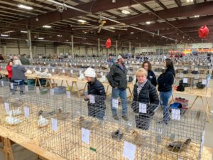 All the show birds were exhibited and judged in the Mallory Complex of the Expo Center. Visitors are able to see the various breeds up close in their crates. Each cage is tagged with the bird's breed, color or variety, and gender. http://www.poultrycongress.com/