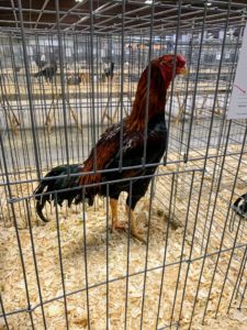 This cockerel is considered a large fowl. It is called a Black Breasted Red Malay. It has long legs, a muscular body, tight, short feathers and upward slanting eyes.