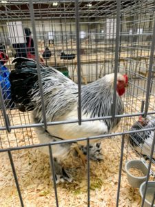 This pretty hen is a Light Brahma. Brahmas are gentle giants with feathered legs and feet and lots of fluffy feathering. The hens are great setters and mothers. This fancy breed of chicken has a quiet and tame nature, and makes a nice addition to any flock.