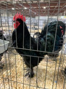 Here is a Black Langshan cockerel. I loved this breed so much, I left the show with a trio. The Langshan is a rare, endangered breed from China. It is a graceful, nicely-proportioned bird with feathered legs. These birds are also quite active for large fowl!