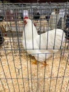 Prior to poultry shows, these birds are bathed and groomed - every feather is in place. This is an American White Plymouth Rock. White Plymouth Rocks or "White Rocks", are friendly, great layers, and able to withstand cold weather quite well.