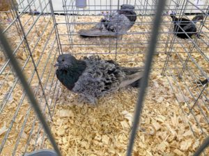 I also stopped to look at the fancy show pigeons. As many of you know, I also keep rare and unusual pigeons at my farm. These two are Silver Grizzle Backs, known for the curls on the wing shield feathers.
