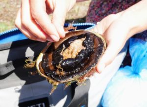 Abalone is a common name for any of a group of small to very large sea snails.
