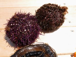 And sea urchins - another popular delicacy in many parts of the world.