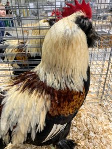 I love the markings on this large fowl cockerel.