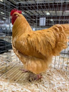 My friend, Chris Spitzmiller, loves Golden Buff Orpingtons - in fact, he shows and breeds them himself. Chris traded two Barred Rock hens for this gorgeous Orpington rooster.