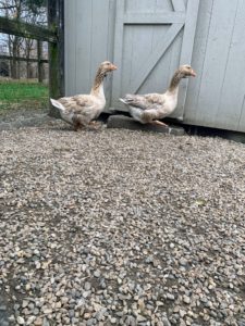 Here are my two new Toulouse geese. The Toulouse is a French breed of large domestic goose, originally from the area of Toulouse in south-western France. These two are about six months old.
