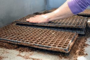 You can see the small indentations in each compartment – this is where the seeds will be planted. This is a great method when planting multiple trays.