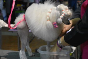 Show dogs are very used to all the grooming. Some breeds need more grooming than others - it is important to consider this whenever thinking of adding a dog to your family. This is a toy poodle having his feet washed.
