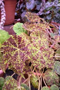 Take a close look at the leaves of this begonia - bright green leaves with with dark burgundy and edged with some tiny, tiny hairs.