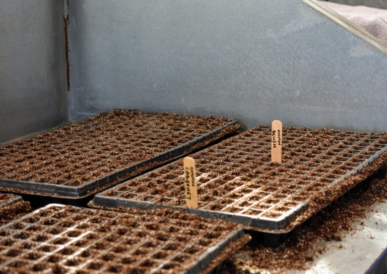 starting onion seeds in trays