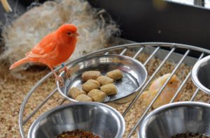 My birds also get some bird treats - rectangular biscuits made with ground wheat, corn, egg and other ingredients. They also contain DHA Omega-3.