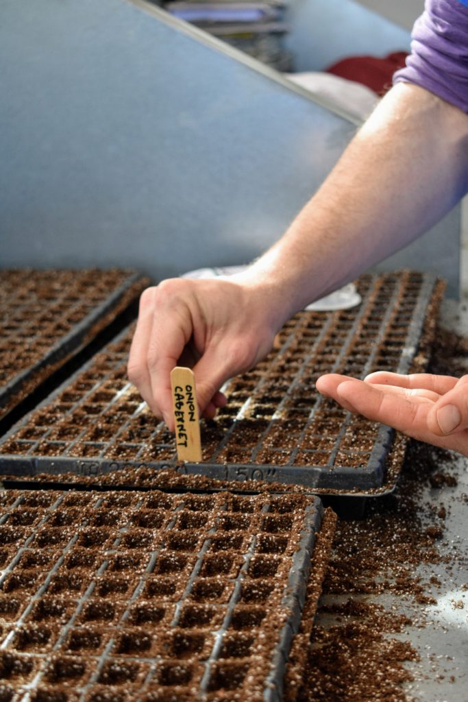starting onion seeds in trays starting onion seeds in trays