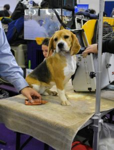 I'm sure you're familiar with this breed, the Beagle. The beagle is a scent hound, developed primarily for hunting hare. There are two varieties of Beagle - those under 13-inches tall at the withers and those between 13-inches and 15-inches. A Beagle last won "Best in Show" at Westminster in 2015.