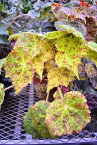 Begonias are remarkably resistant to pests primarily because their leaves are rich in oxalic acid - a natural insect repellent.
