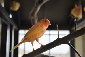 If you choose to keep canaries, remember to get the largest cage your home can accommodate, and the nicest cage your budget can afford. Canaries need room to flap their wings and fly from perch to perch.