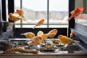 Caring for birds is a big responsibility. It requires time and diligence to keep their environments clean, with ample amounts of fresh food and water. In return, these birds provide wonderful company, song and curious, fun-loving personalities.