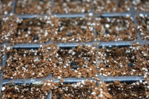 One to two seeds are dropped into each compartment and will be selectively thinned in a few weeks. This process eliminates the weaker sprout and prevents overcrowding, so seedlings don’t have any competition for soil nutrients or room to mature.