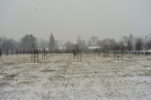 Flurries began falling fast by early afternoon. Here is a view looking through my fruit orchard towards the pool.