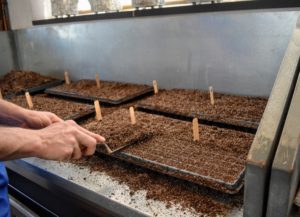 Ryan uses the scraper again to level the soil in the trays. He does this carefully, so as not to move any of the seeds in the tray.