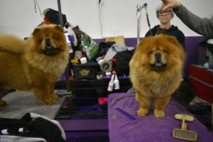 Here is Qin on the right and her sister, Tolosa on the left - both on their grooming tables ready for a brushing.