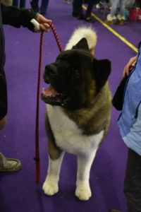 Here is a handsome Japanese Akita waiting to walk into his competition arena. The Japanese Akita is a large breed of dog originating from the mountainous regions of northern Japan.
