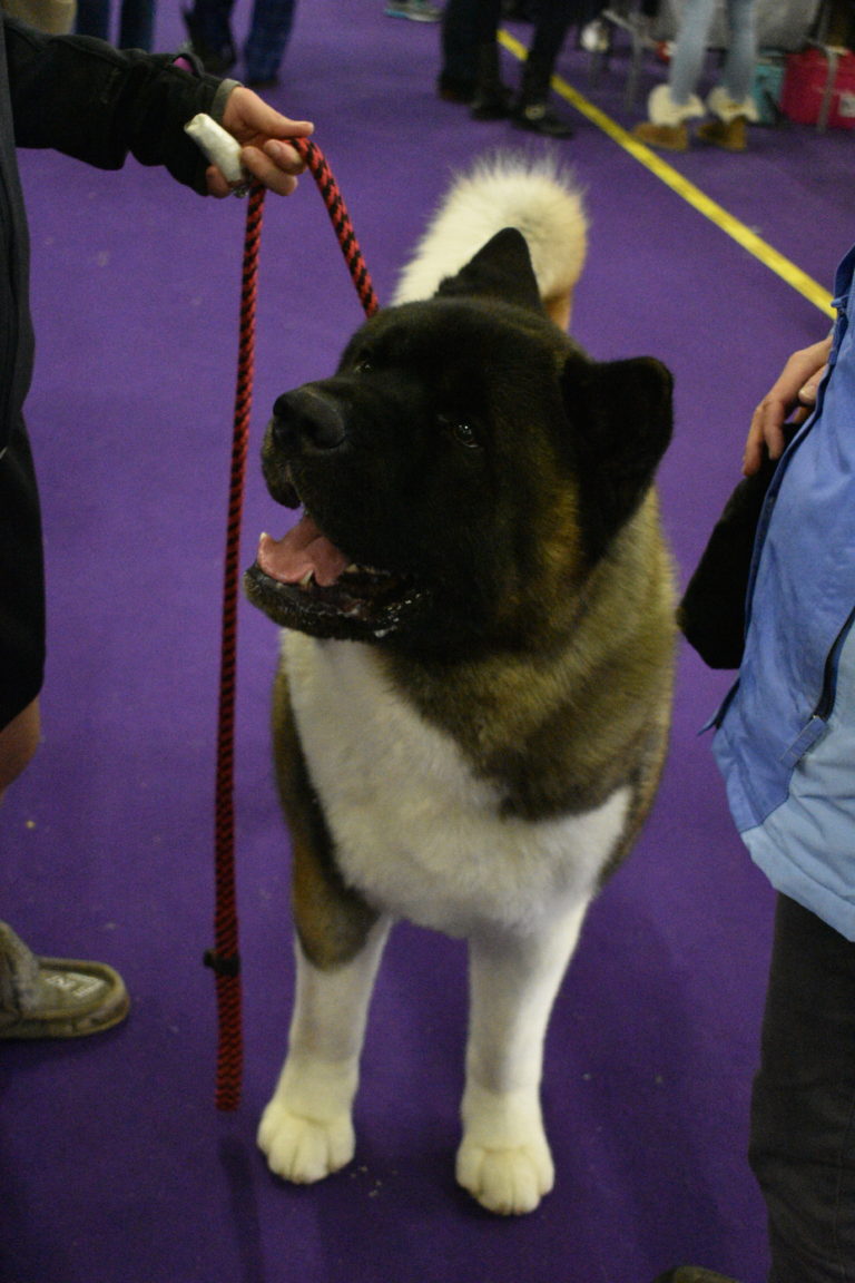 The 143rd Westminster Kennel Club Dog Show The Martha Stewart Blog