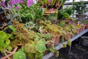 Rhizomatous begonias range from small, delicate plants with one-inch wide leaves to large, robust specimens with 12-inch wide leaves or more. Their leaves can be smooth and soft to heavily textured and rough to touch.