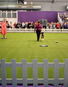 Westminster also hosts other types of dog sports competitions. This ring is dedicated to Master Obedience, where the dogs are asked to follow a certain number of commands, all off lead.