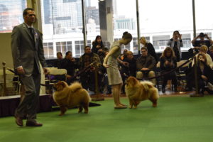In the ring, the dogs are asked to line up in a stack, so the judge can easily walk by each one and assess its appearance. We're all cheering for four dogs - Qin, Tolosa, Gibbs and Monet - all related and bred by Karen Tracy of Pazzazz Kennels.