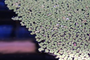 And looking more closely, this tiny little floating fern called Azolla made the most delicate carpet on the surface of the aquatic plant pools.