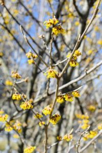 Today, gardeners usually plant witch hazel for its ornamental qualities – in spring and summer witch hazel is a very attractive plant with dark green leaves and graceful, spreading shapes.