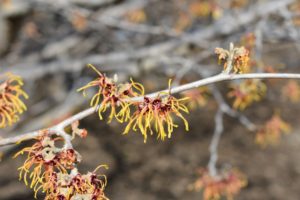 Witch hazel leaves, bark and twigs are used to make lotions and astringents for treating certain skin inflammations and other irritations. This is Hamamelis x intermedia ‘Feuerzauber’.