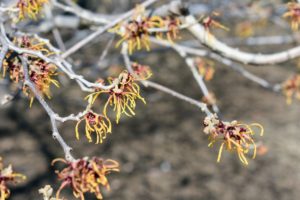 Witch hazel works well as a natural remedy because it contains tannins, which when applied to the skin, can help decrease swelling and fight bacteria.
