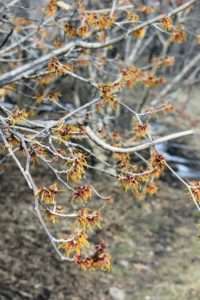 Witch hazels grow happiest in a pH range between 4.5 and 6.5.