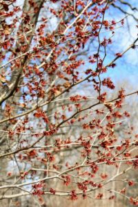 Hamamelis vernalis is native to Missouri and Arkansas – this is the most shrub-like species. Its yellow or red flowers are small, but profuse and appear between January and April.