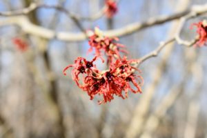 Hamamelis vernalis ‘Amethyst’ has a long flowering period throughout mid-winter and is lightly scented.