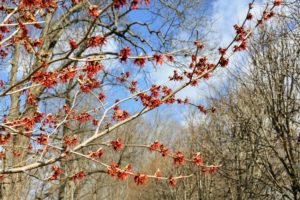 Japanese witch hazel, Hamamelis japonica, has showy yellow or red flowers.