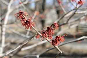 It’s a good idea to water witch hazel plants during dry periods, particularly if they are young or still establishing. Witch hazels need little feeding, but may benefit from a top dressing of balanced fertilizer in early spring.