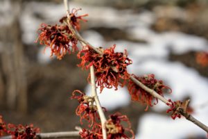 American Indians first discovered that witch hazel bark, boiled into a tea or mixed with animal fats into a poultice, has therapeutic qualities.