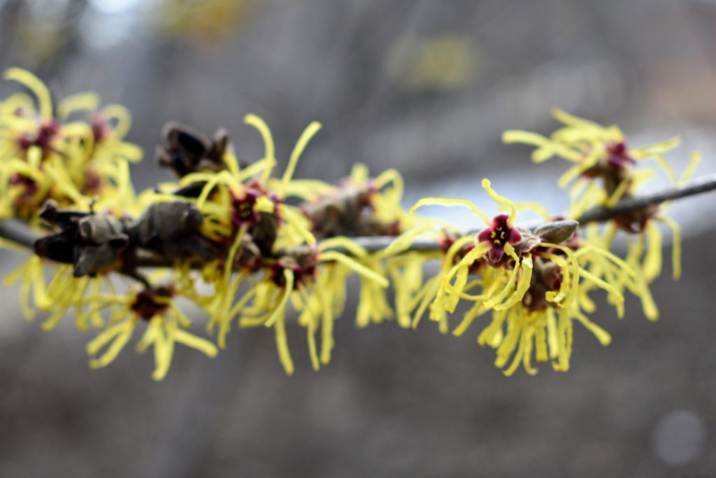The Blooming Witch Hazel at My Farm The Martha Stewart Blog