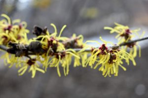 Witch hazel is a genus of flowering plants in the family Hamamelidaceae. Most species bloom from January to March and display beautiful spidery flowers that let off a slightly spicy fragrance.