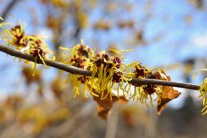 Hamamelis virginiana is the most common native witch hazel in North America.