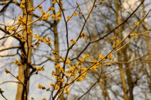 Witch hazel will grow in one of six basic shapes - upright, vase-shaped, oval or rounded, spreading, horizontal or weeping.