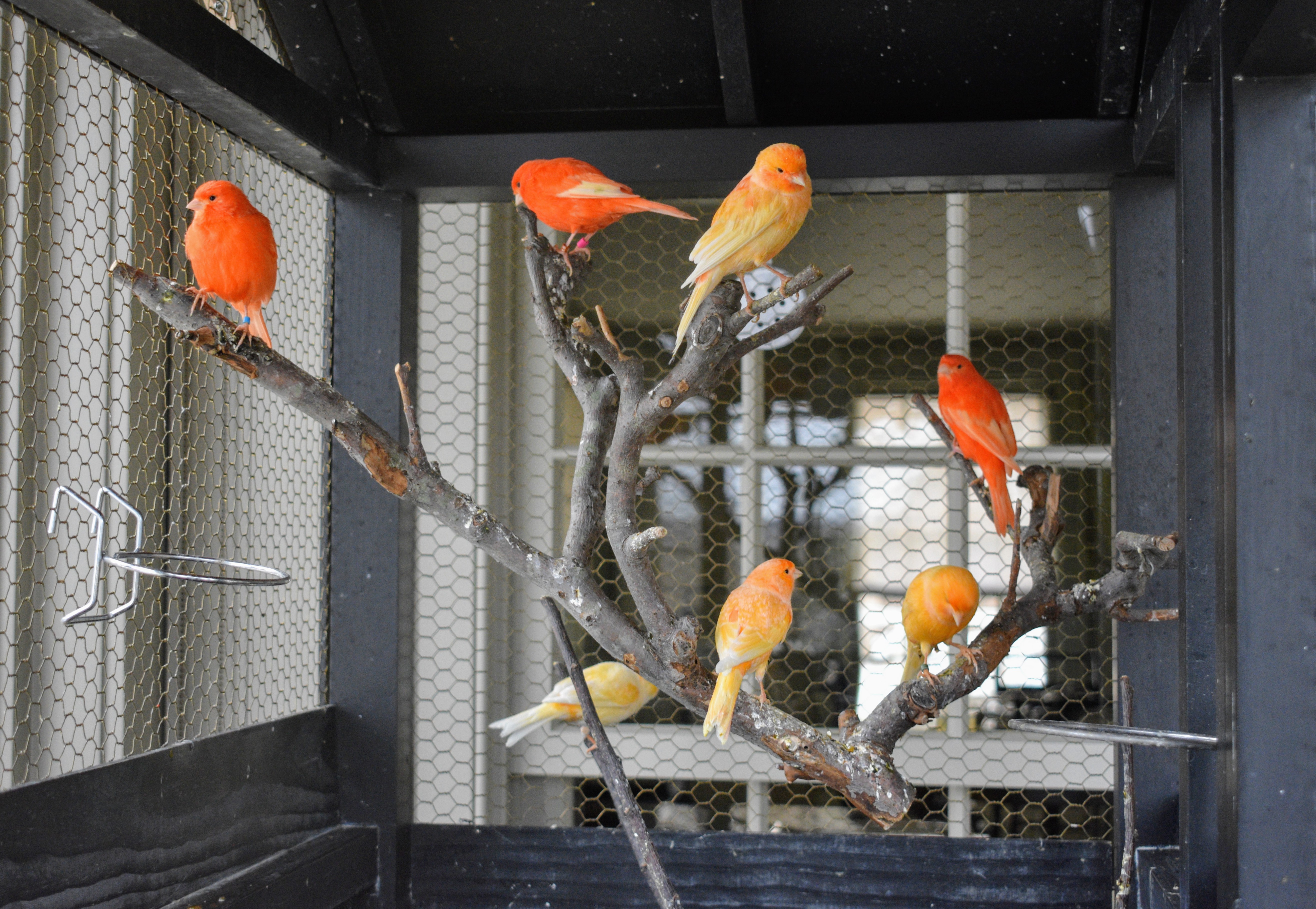 Bird cage for outlet canary