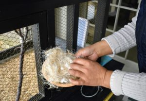 It is almost breeding season, so we also place a basket of cotton fiber nesting material in the cage.