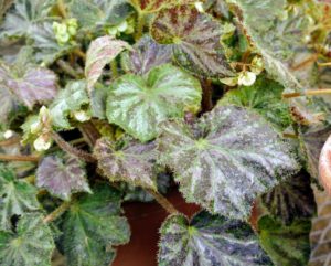 Begonia ‘Royal Lustre’ has small silvery green leaves with tones of pink and green. Upon close inspection, you can see the small hairs that line the leaf margins.