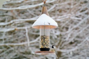 And learn about feeding the wild birds that visit your backyard. I love feeding birds and seeing all the different birds that visit my farm. This avian friend is feasting on my own Wild Bird Food from my Bird Feeder - both available on QVC.