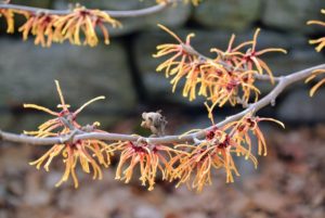 Witch hazels also possess shallow, slow-growing root systems, which do best in large planting areas to ensure normal growth and development. Fortunately, I have a lot of room to grow these pretty shrubs.