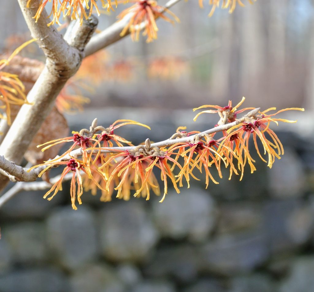 The Blooming Witch Hazel at My Farm The Martha Stewart Blog